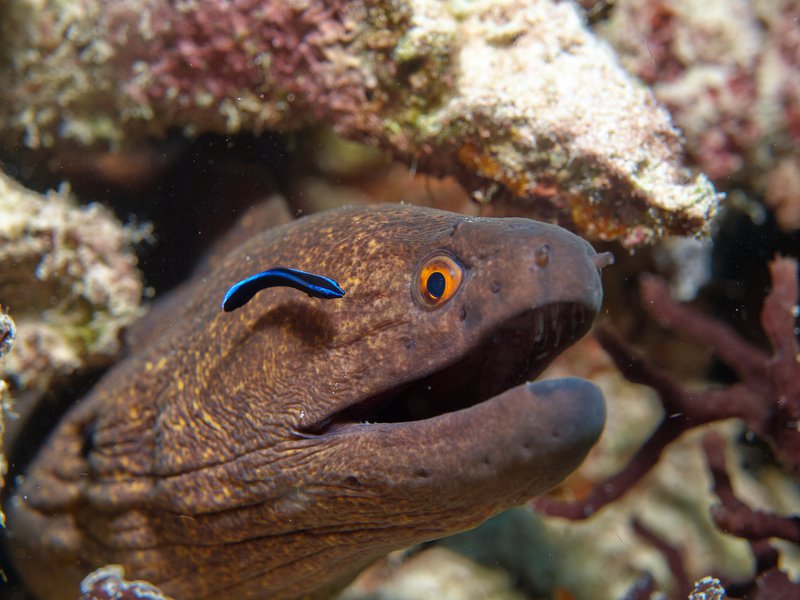 Moray eel, Home Reef